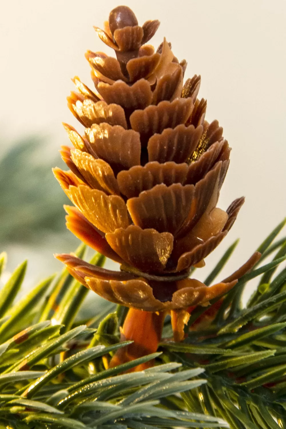 Christmas Tree World The 3ft Pre-lit Cairngorm Pine Potted Tree (Indoor/Outdoor)< 3 Foot Pre Lit Christmas Trees | Outdoor Christmas Trees