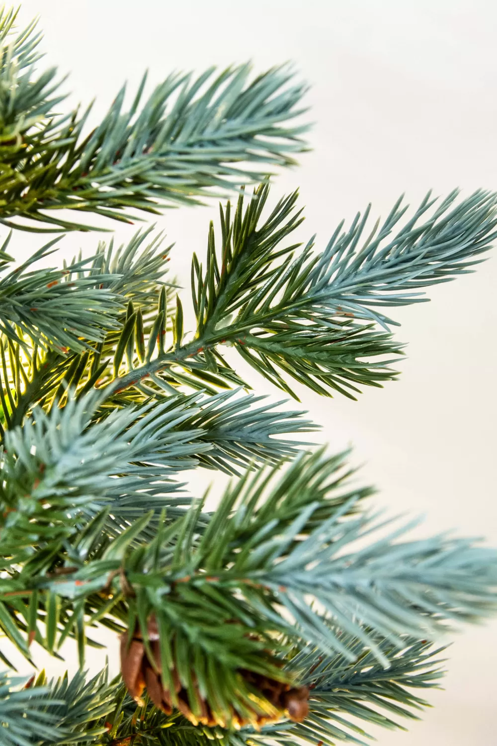 Christmas Tree World The 3ft Pre-lit Cairngorm Pine Potted Tree (Outdoor) - Warm White/Multicolour Colour Change Lights< Pre-Lit Christmas Trees | Outdoor Christmas Trees