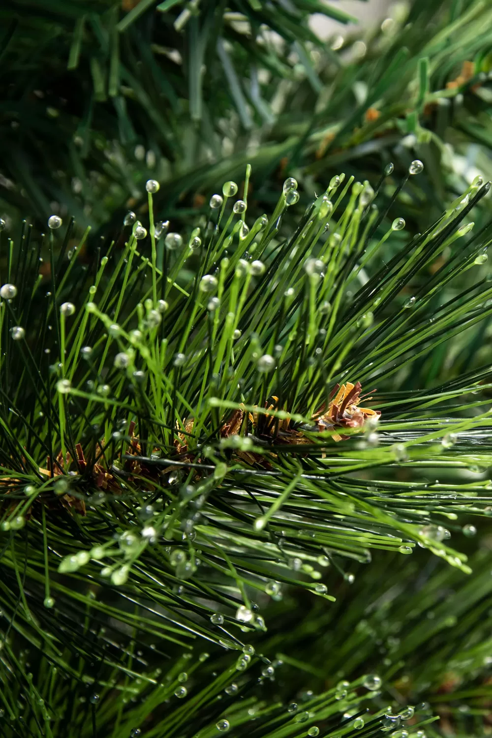 Christmas Tree World The 4ft Pre-lit Majestic Dew Pine Potted Tree (Indoor/Outdoor)< Outdoor Led Trees | Outdoor Christmas Trees
