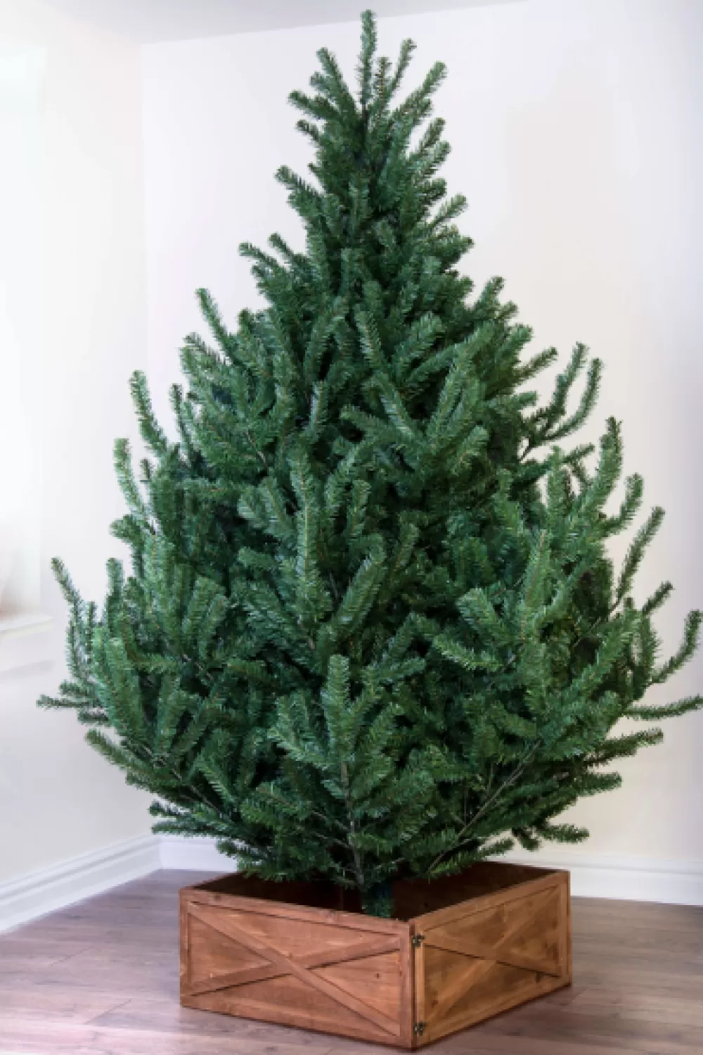 Christmas Tree World The Mountain Pine Tree (4ft To 8ft)< Unlit Christmas Trees