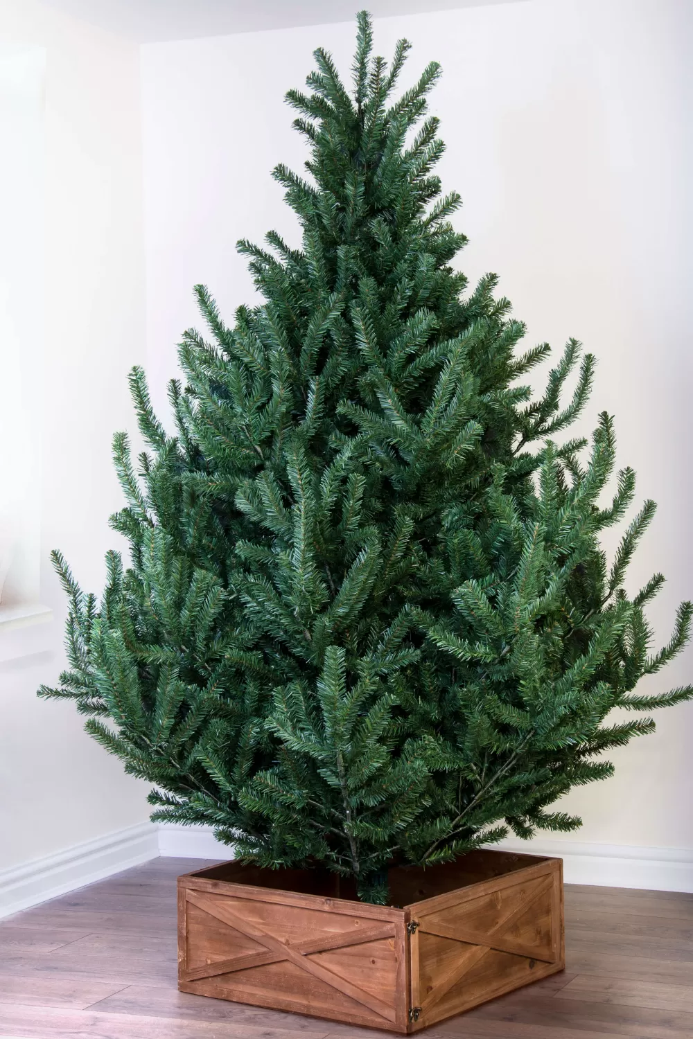 Christmas Tree World The Mountain Pine Tree (4ft To 8ft)< Unlit Christmas Trees