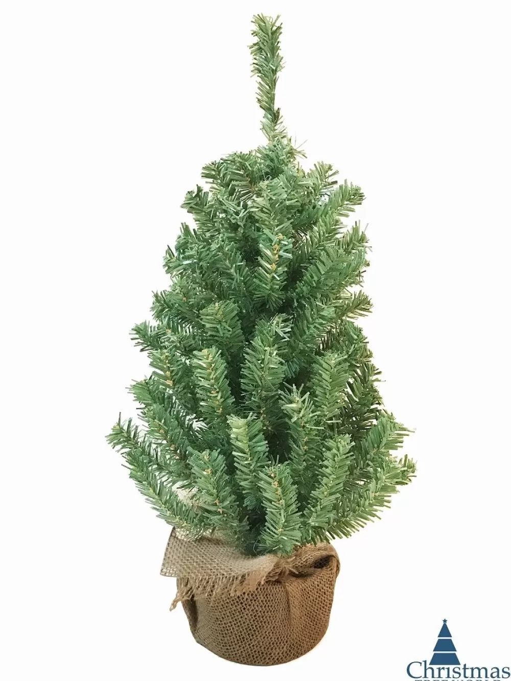 Christmas Tree World The Potted Mountain Pine Tree (60cm To 90cm)< Unlit Christmas Trees