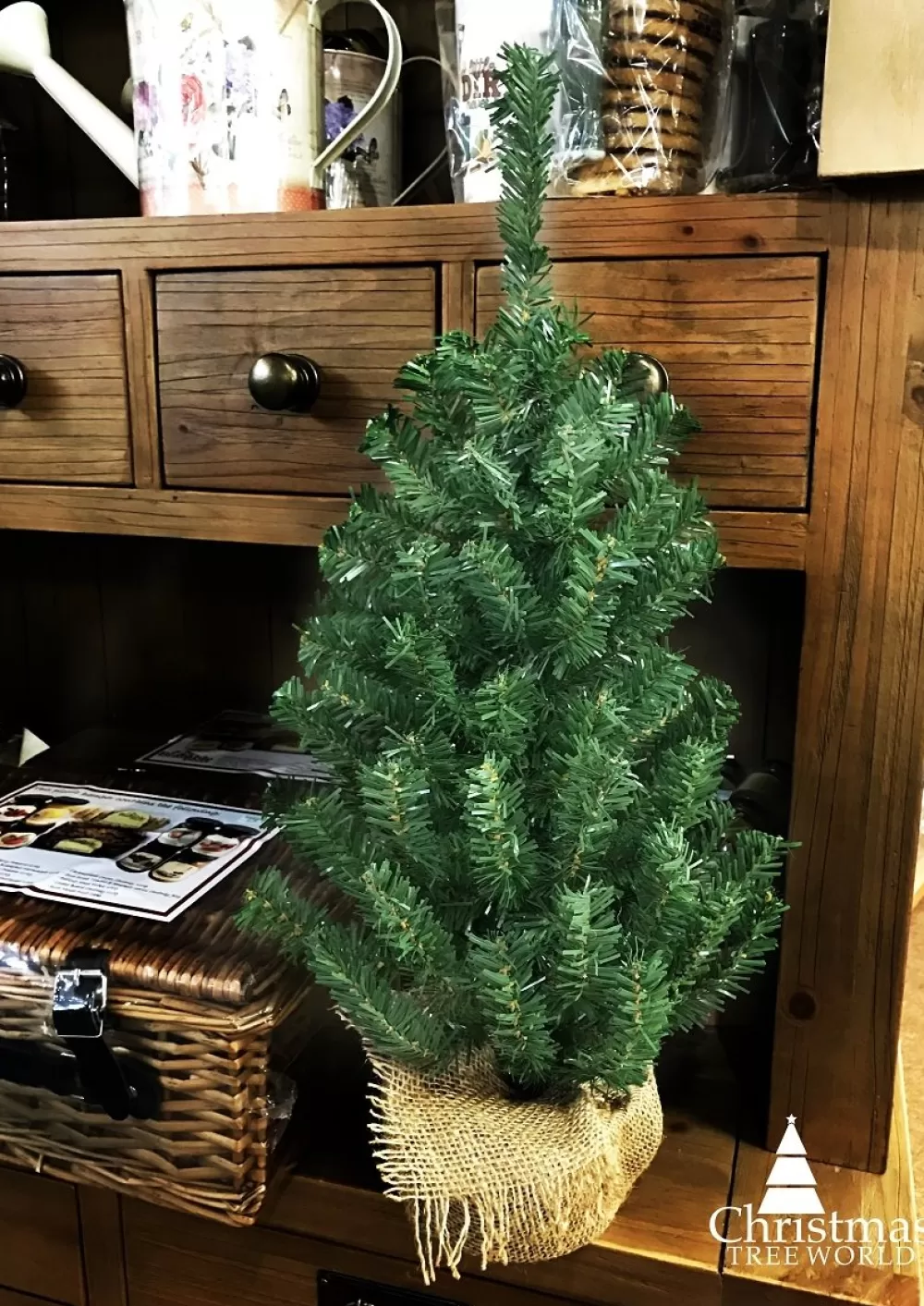 Christmas Tree World The Potted Mountain Pine Tree (60cm To 90cm)< Unlit Christmas Trees