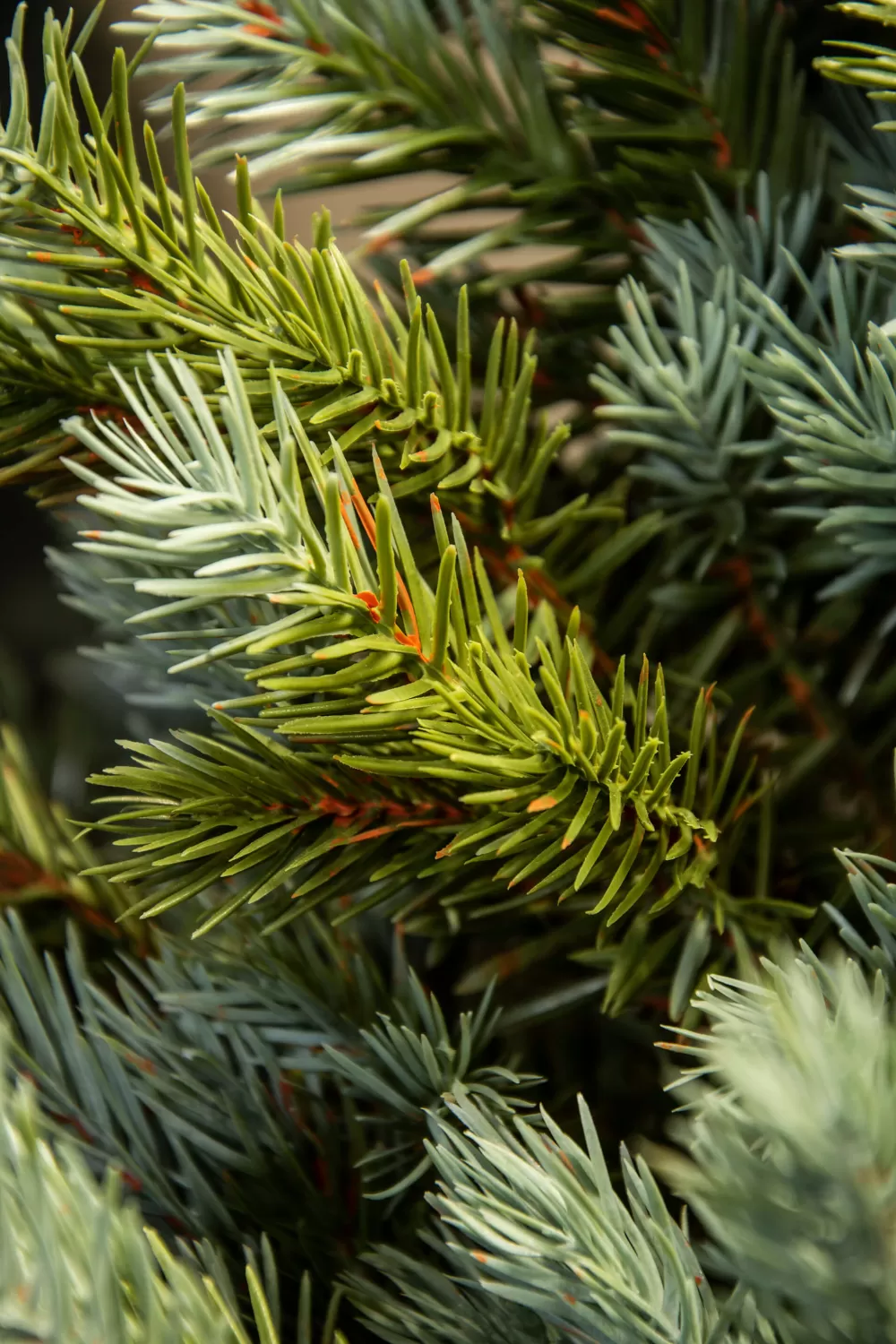 Christmas Tree World The Pre-lit Cairngorm Pine Potted Tree (3ft To 5ft)< Outdoor Led Trees | Pre-Lit Christmas Trees