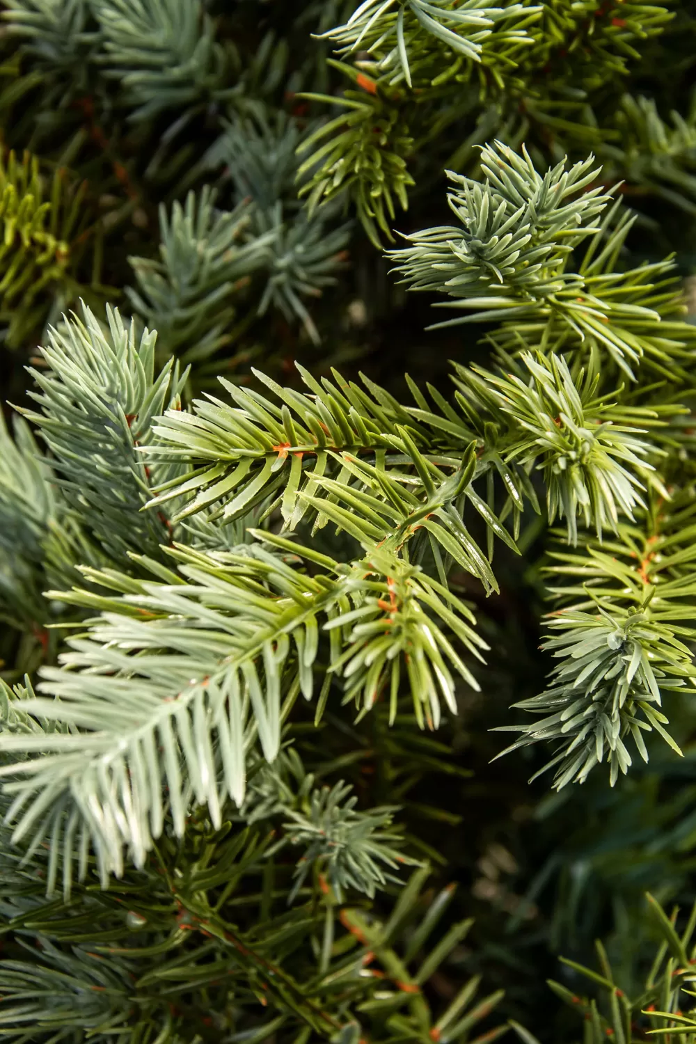 Christmas Tree World The Pre-lit Cairngorm Pine Potted Tree (3ft To 5ft)< Outdoor Led Trees | Pre-Lit Christmas Trees